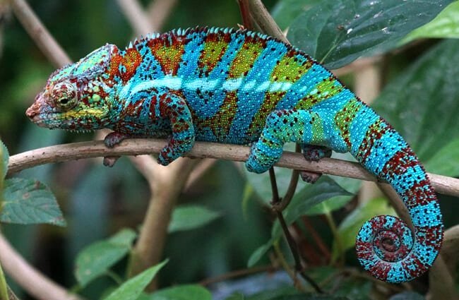 Panther Chameleon 5